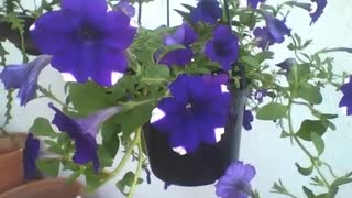 Beautiful blue and white petunia flowers in a hanging vase at flower shop [Nature & Animals]