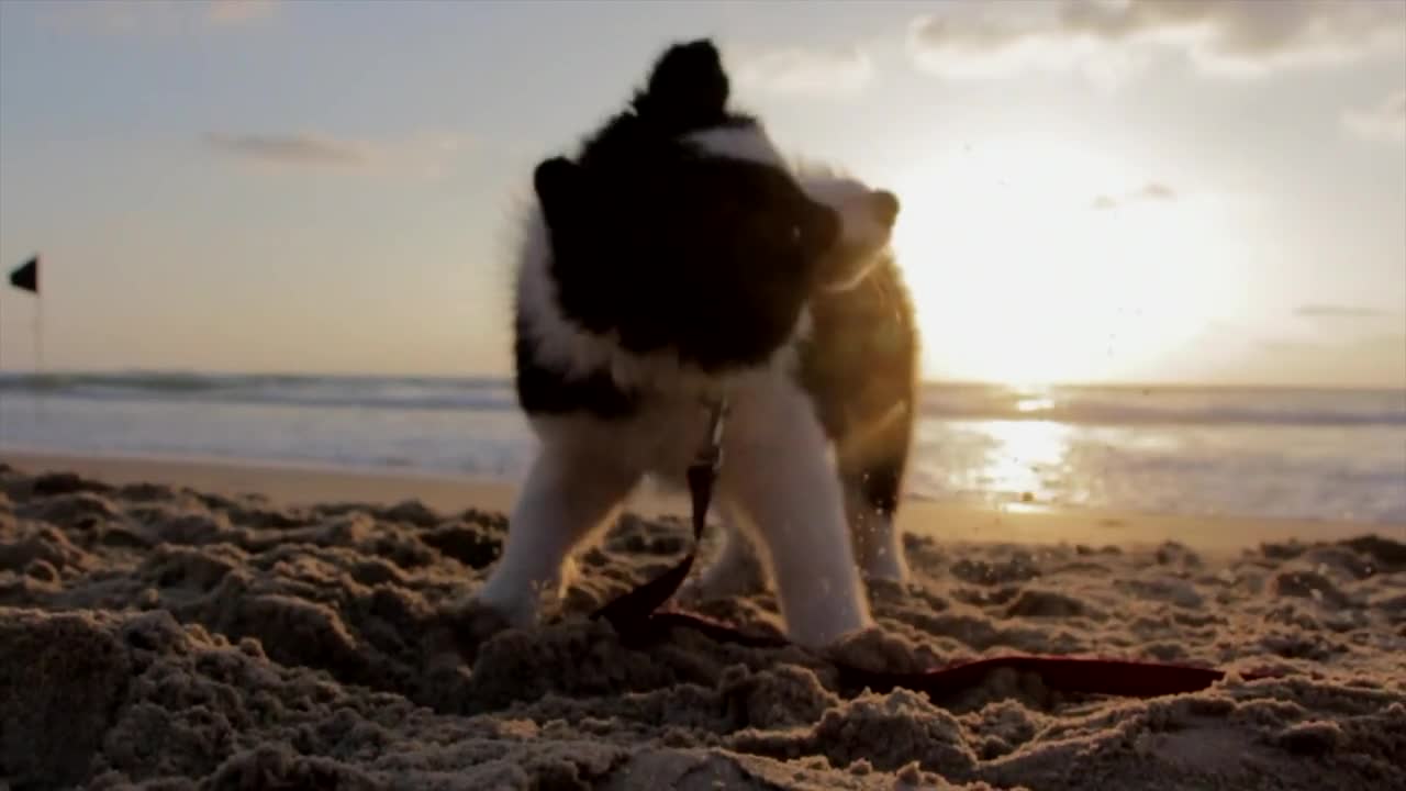 Cute dog playing on the beach