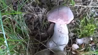 Mushroom