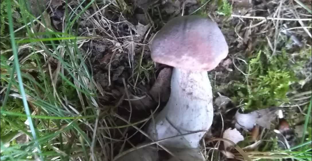 Mushroom