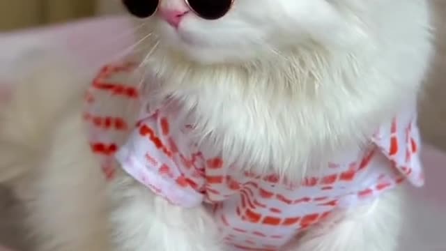 Cat video Playing Beautifull cat video-funny cat video