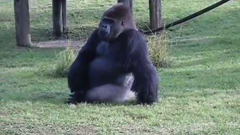 He's go tit...GORILLA SENSE!!!