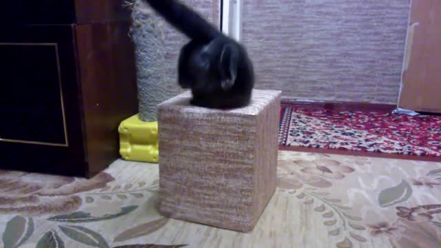 The cat is stuck in a box of mega rzhach!