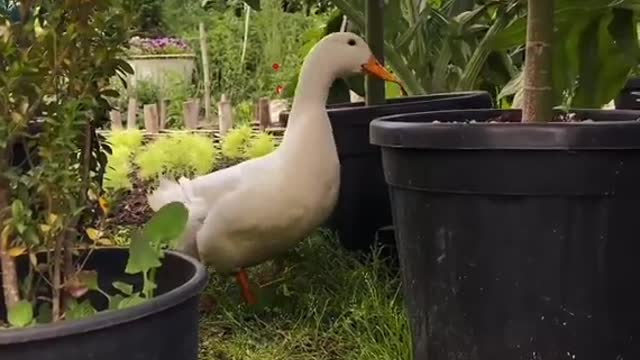 Cute duck walks among the trees