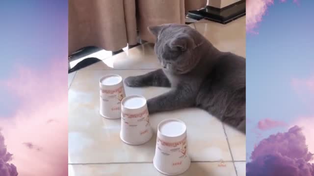 Cat plays guessing