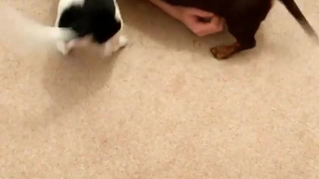 Man in black walks up stairs greeted by puppies
