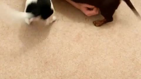 Man in black walks up stairs greeted by puppies