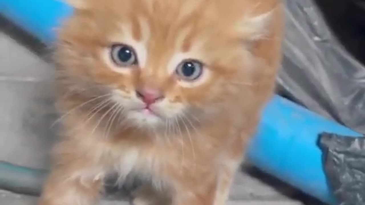 Cute and Funny Cat Videos Compilation | Cute pet care #cat #cutecat #funnycatvideos #kitten