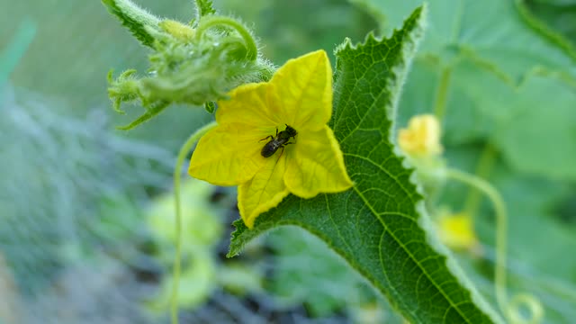 Green Little Bee or Wasp. Big Question?