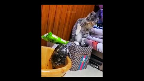 cat tortoise battle