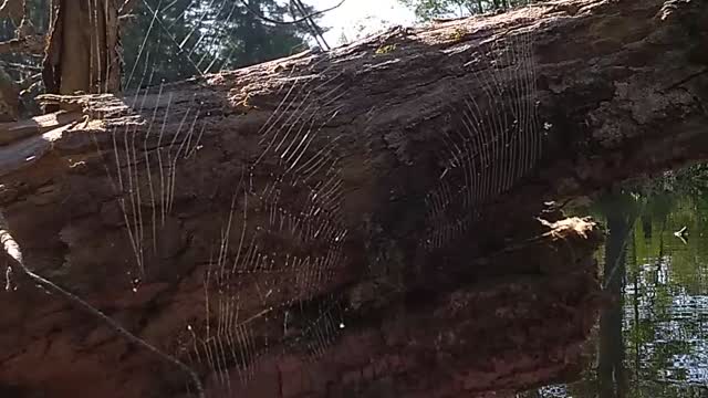 Spiderweb