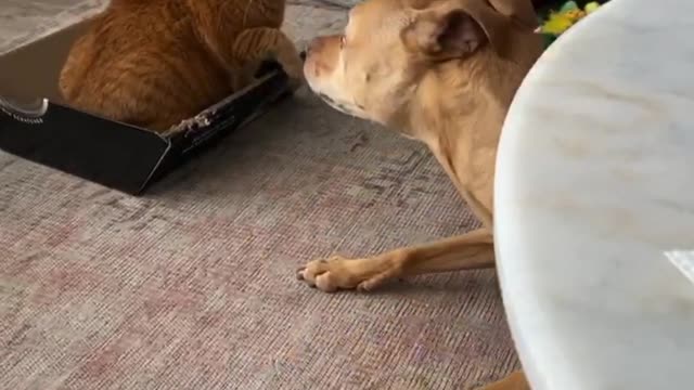 Rescue Dog and Cat Playing Together