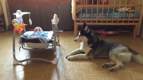 Husky baby calms Comedy