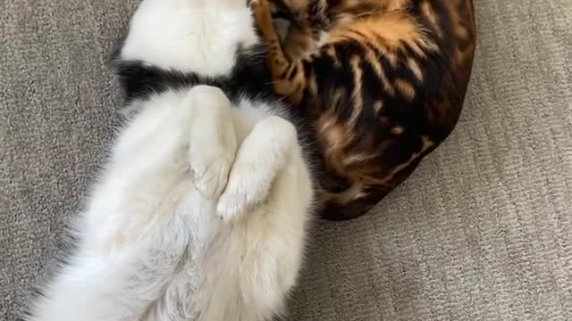 Husky and cat fun video