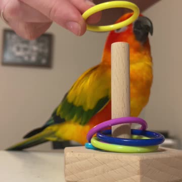 Parrot Starts Learning New Trick