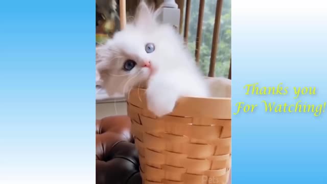 Cute Pets funny videos animals 2021