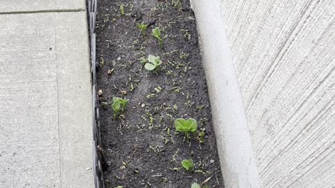 Growing fava beans