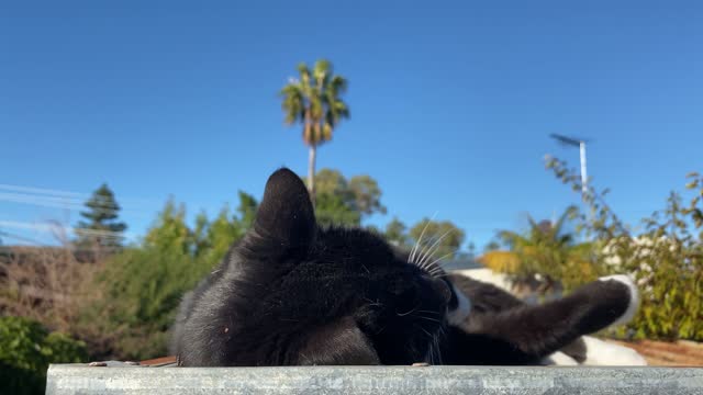 Kitty Sees Neighbor Cat At Front Door, Meows The House Down