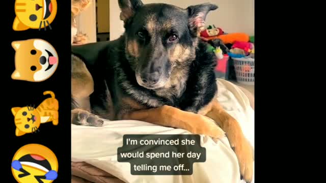Feelings of the dog.