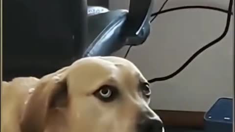 Cute dog reaction short video 🥰🥰🥰🥰