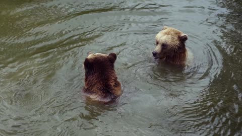 Bear is taking a bath