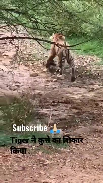 Tiger. kills dog Ranthambourne National Park