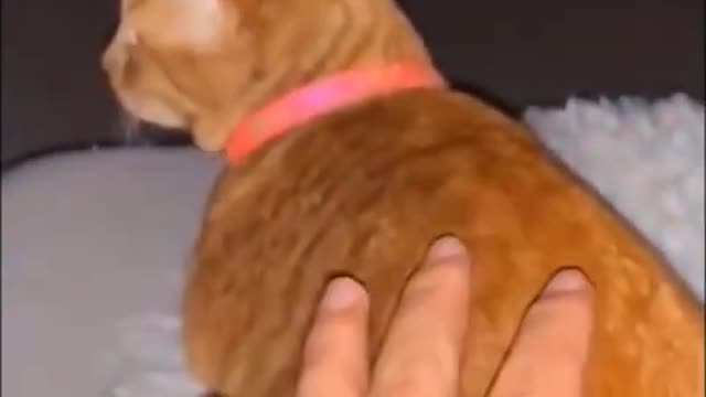 BEST Cute animals, pet, cat, dog, parrot, funny , extreme, fail compilation