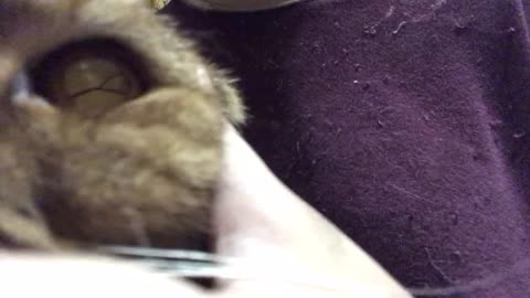 cat's eyes