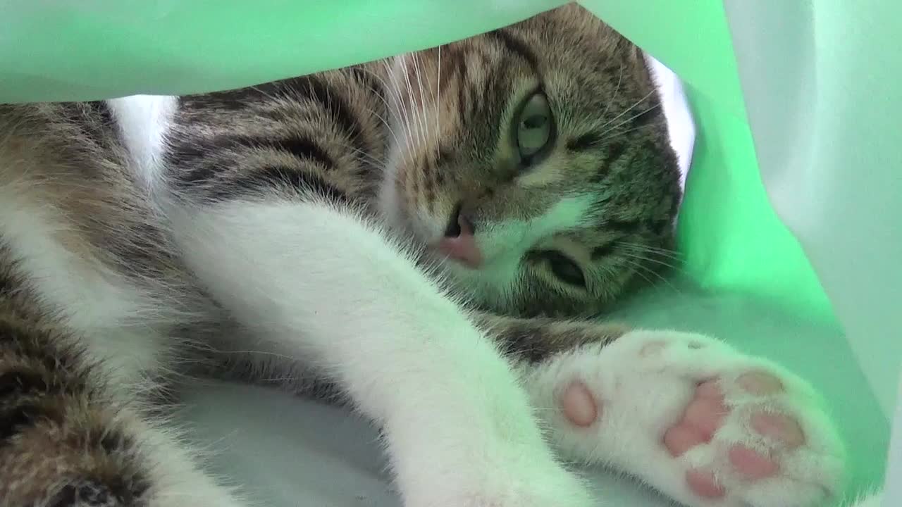 Cuddly Kitten Hides in Cat Tunnel