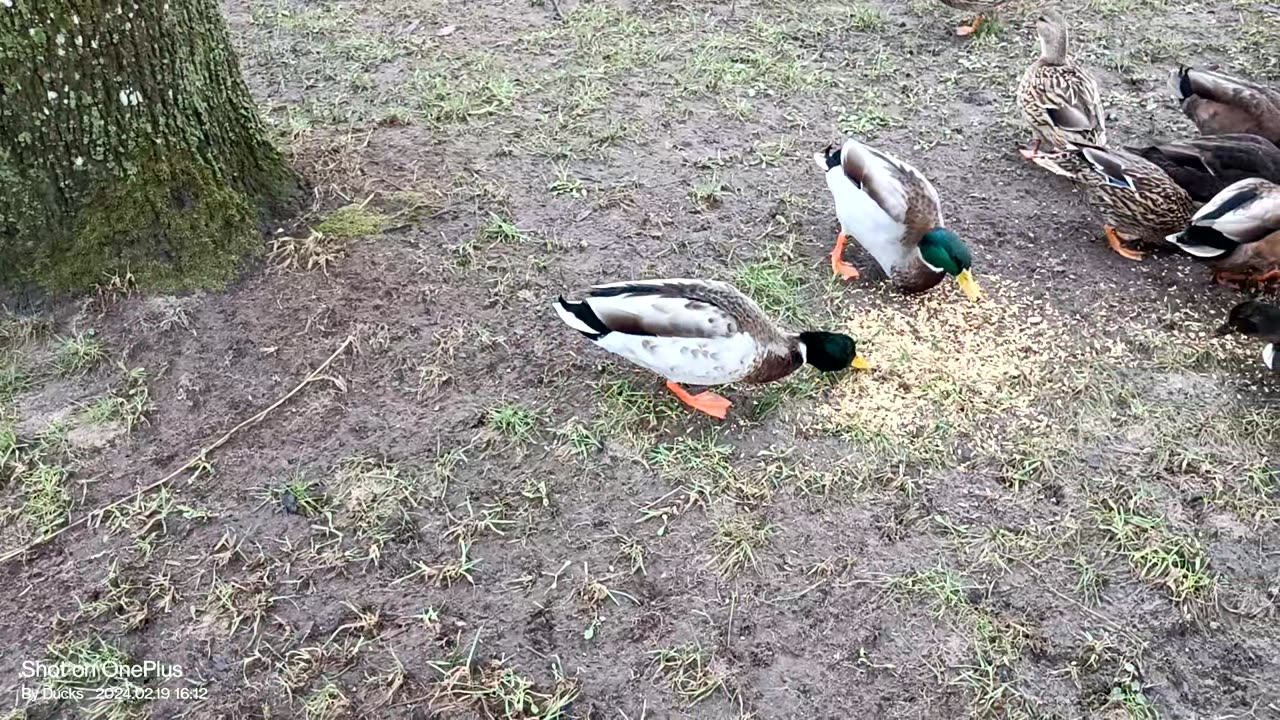 Mallards on picnic