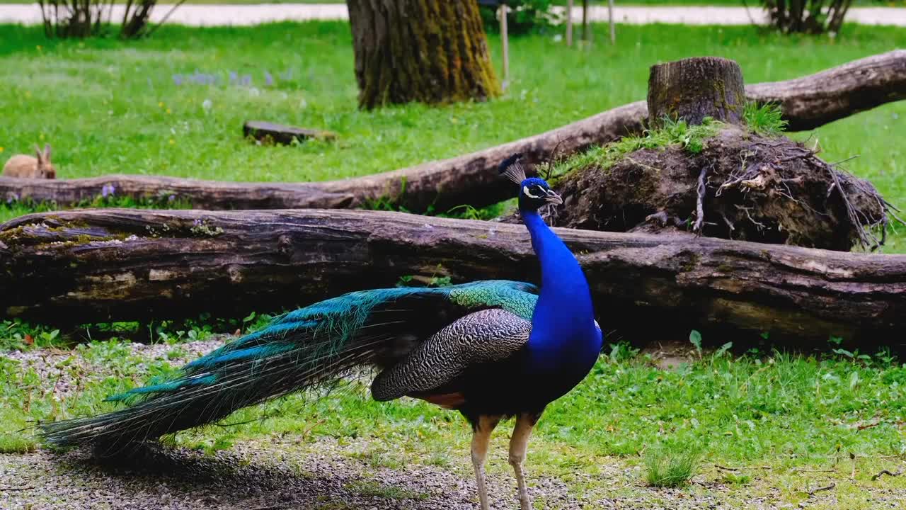 AN ADORABLE PEACOCK TRUMPETS HIS VOICE TO ATTRACT NEW LOVER