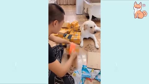 funny, cute, dog's