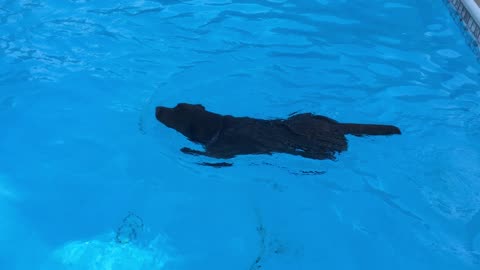 Cocoa - Permission to swim?