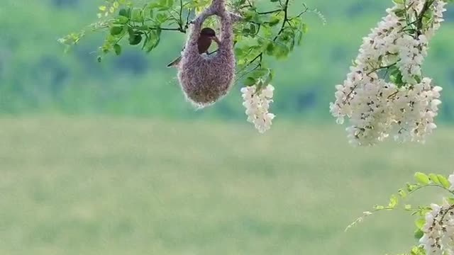 little bird raising baby