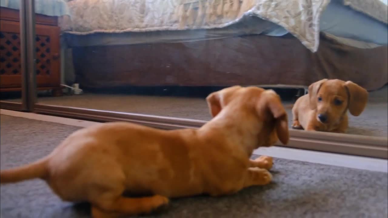 look at this dog looking at the image in the mirror mistaken for friend or foe