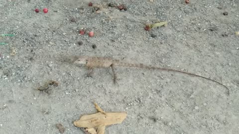 A baby salamander fights with a baby centipede