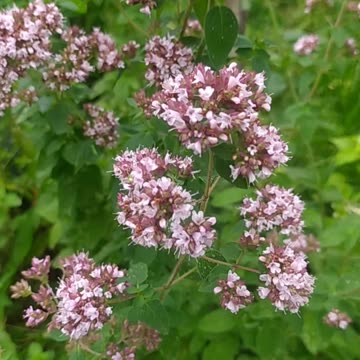 Oregano in my Garden 💚🌸