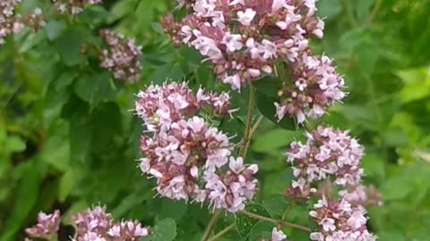 Oregano in my Garden 💚🌸