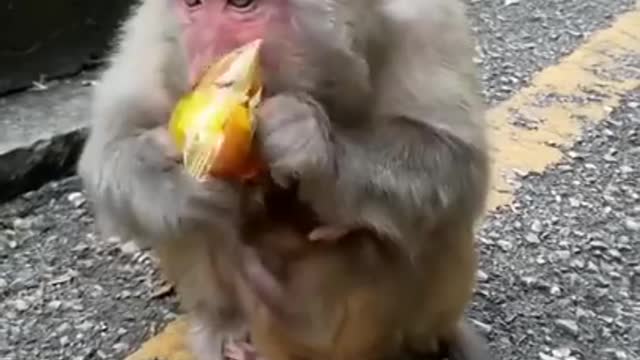 Monkey mom was hungry and then he did this 😲