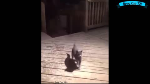 The best funny cats video shorts