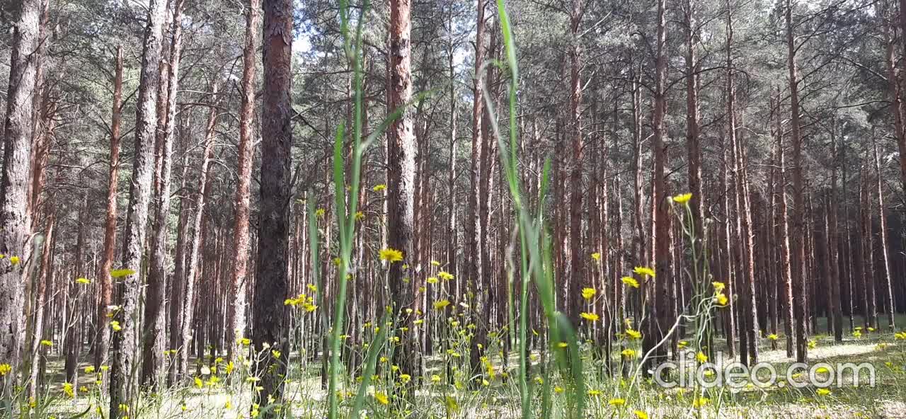 nature sounds a walk in the pine forest