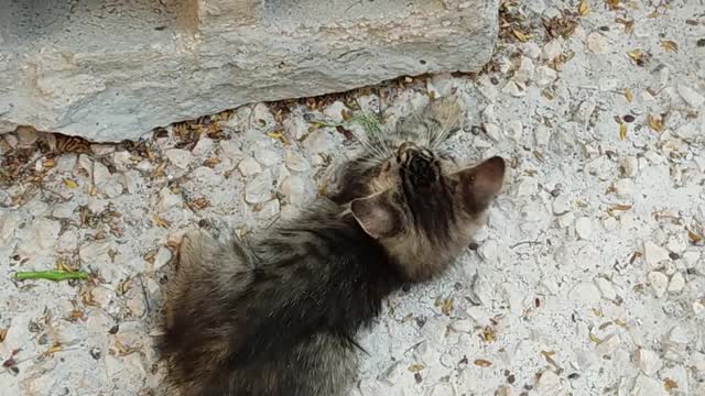 Cute cat and dog enjoying