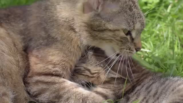 Cute kitten🐱with cuddling with her mom #cats#lovecats