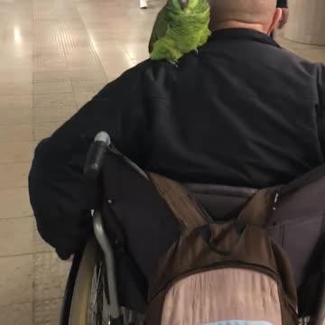 Man on wheelchair has green parrot on his shoulder