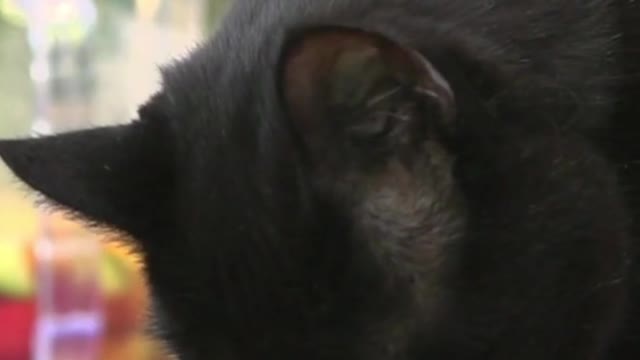 Cat Cleaning Her Foot