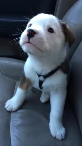 Buck has the hiccups 8weeks old