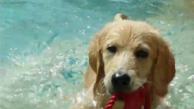 Cute Groodle puppy swimming to fetch a toy from water