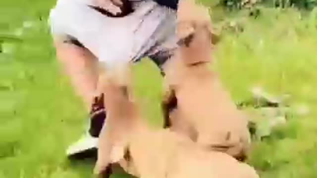 funny animals compilation its amazing to watch
