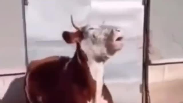 Try not to laugh 😅😂