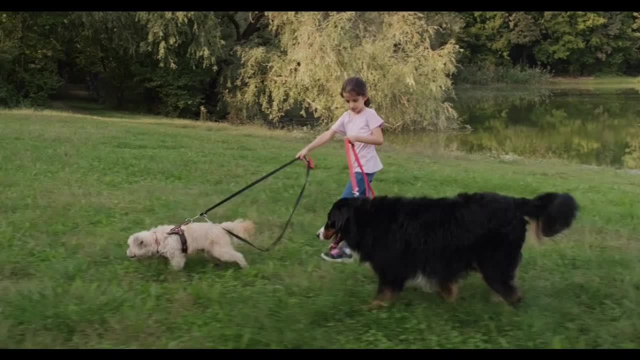 Little Girl Female Child Walking Dogs In Urban Park